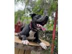 Adopt Laddie a Black - with White Pit Bull Terrier / Labrador Retriever / Mixed