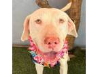 Adopt Ares a White Pit Bull Terrier / Labrador Retriever / Mixed dog in