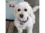 Adopt Tessi #472 a Tan/Yellow/Fawn Bichon Frise dog in Placentia, CA (41202771)