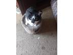 Adopt Luna a Black & White or Tuxedo Domestic Shorthair / Mixed (short coat) cat