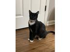 Adopt Maki a Black & White or Tuxedo Domestic Shorthair / Mixed (short coat) cat