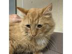Adopt Gavin a Domestic Mediumhair / Mixed cat in Salisbury, MD (41400443)