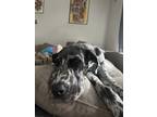 Adopt Millie a Gray/Blue/Silver/Salt & Pepper Great Dane / Mixed dog in Cibolo