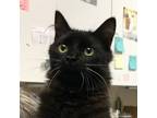 Adopt Bugsy a Domestic Longhair / Mixed cat in Salisbury, MD (41400442)