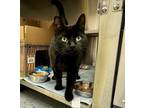 Adopt Boo a Domestic Shorthair / Mixed cat in Greater Napanee, ON (41394797)