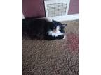 Adopt Leo a Black & White or Tuxedo Domestic Longhair / Mixed (long coat) cat in