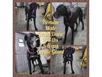 Adopt Roman a Black Great Dane / Mixed dog in Newport, KY (40698796)