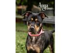 Adopt Anya a German Pinscher / Mixed dog in Oak Ridge, TN (41415433)