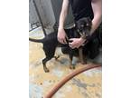 Adopt Anya a German Pinscher / Mixed dog in Oak Ridge, TN (41415433)