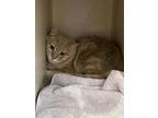 Adopt Olaf (not available) a Orange or Red Domestic Shorthair / Domestic