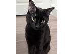 Adopt Jolyne a All Black Domestic Shorthair / Mixed (short coat) cat in