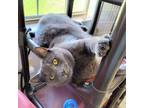 Adopt Oscar Grey 5139 a Gray or Blue (Mostly) American Bobtail cat in Frankfort