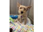 Adopt Jadore a Tan/Yellow/Fawn Cairn Terrier / Terrier (Unknown Type