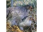 Adopt Earl Grey a Chicken bird in Napa, CA (41416437)