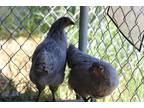 Adopt Grey Goose a Chicken bird in Napa, CA (41416434)