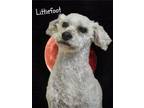 Adopt Littlefoot a White Poodle (Miniature) / Mixed dog in Phelan, CA (41379642)