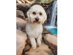 Adopt Littlefoot a White Poodle (Miniature) / Mixed dog in Phelan, CA (41379642)