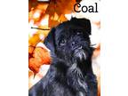 Adopt Coal a Black Pug / Cairn Terrier / Mixed dog in Phelan, CA (39249679)