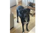 Adopt Boone a Black - with White Labrador Retriever / Mutt / Mixed dog in