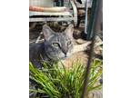 Adopt *Sammy* a Gray, Blue or Silver Tabby Domestic Shorthair / Mixed (short