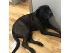 Adopt Abby the Mastador a Black Bullmastiff / Labrador Retriever / Mixed dog in