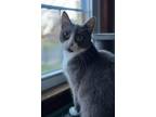 Adopt FRISKI a Gray or Blue Domestic Mediumhair / Mixed (medium coat) cat in