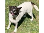 Adopt Shirley a White - with Black Mixed Breed (Medium) / Jack Russell Terrier /