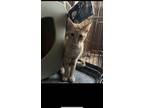 Adopt Robb a Orange or Red Domestic Shorthair / Domestic Shorthair / Mixed cat
