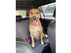 Adopt ELTON JOHN a Brown/Chocolate - with White Black Mouth Cur / Rhodesian