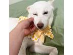 Adopt Shirley a White Jindo / Pomeranian / Mixed dog in Zephyr, ON (41171869)