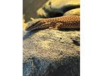 Adopt Ackie a Lizard reptile, amphibian, and/or fish in pittsfield