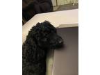 Adopt Pepper a Black Poodle (Miniature) / Mixed dog in Auxier, KY (41416273)