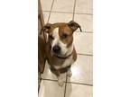 Adopt Pumpkin a Tan/Yellow/Fawn - with White American Pit Bull Terrier / Mixed
