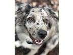 Adopt Trigger a Gray/Blue/Silver/Salt & Pepper Australian Shepherd / Mixed dog