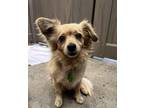 Adopt Texas a Tan/Yellow/Fawn Pomeranian / Spaniel (Unknown Type) / Mixed dog in
