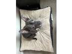 Adopt Nugget a Gray/Silver/Salt & Pepper - with White American Pit Bull Terrier