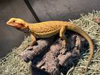 Adopt Cantaloupe a Lizard reptile, amphibian, and/or fish in pittsfield