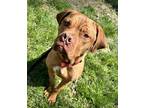 Adopt Hank a Tan/Yellow/Fawn Dogue de Bordeaux / Mixed dog in Grafton