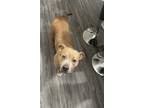 Adopt December a Tan/Yellow/Fawn - with White American Pit Bull Terrier / Mixed