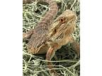 Adopt Dracarys a Lizard reptile, amphibian, and/or fish in pittsfield