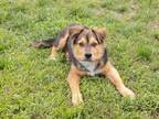 Adopt Kovu a Rottweiler / Husky / Mixed dog in Lansing, KS (41415030)