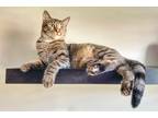 Adopt Sushi a Tiger Striped American Shorthair / Mixed (short coat) cat in