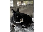 Adopt Austin a Black American / Mixed (short coat) rabbit in Norwood