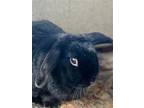 Adopt Nicole a Black American / Mixed (short coat) rabbit in Norwood