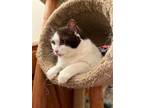 Adopt Elsie a Domestic Shorthair / Mixed (short coat) cat in Norwood