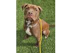 Adopt Limousine 6(Prince) a Brown/Chocolate Mixed Breed (Large) / Mixed dog in