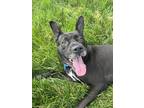 Adopt Jaycee - IN FOSTER a Black Mixed Breed (Large) / Mixed dog in Hamilton