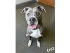 Adopt Cruz a Merle American Pit Bull Terrier / Mixed Breed (Medium) / Mixed