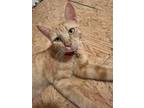 Adopt Catlyn a Orange or Red Domestic Shorthair / Mixed Breed (Medium) / Mixed