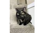 Adopt Kelly a Domestic Shorthair / Mixed cat in Powell River, BC (41389044)
